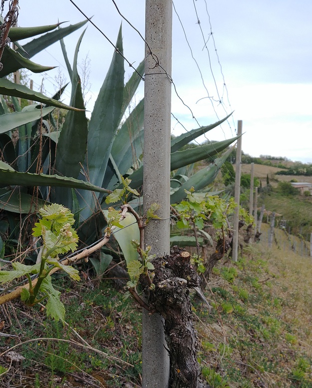Quila vineyard, agave
