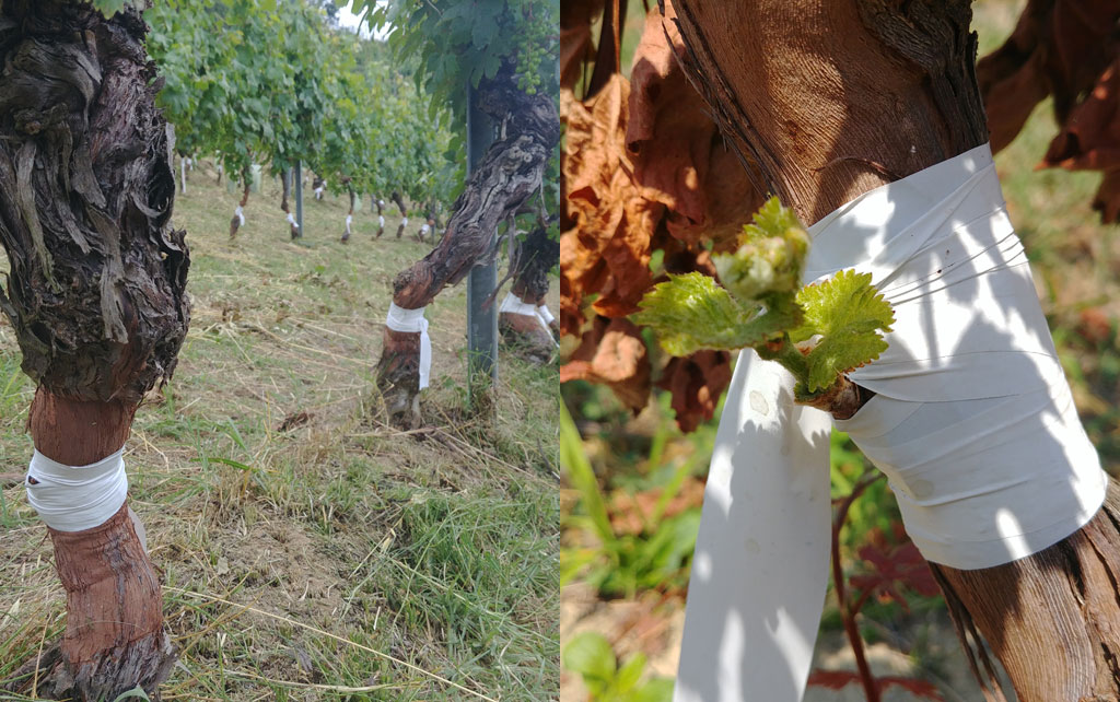 Nebbiolo overgrafted to Dolcetto, June 2021
