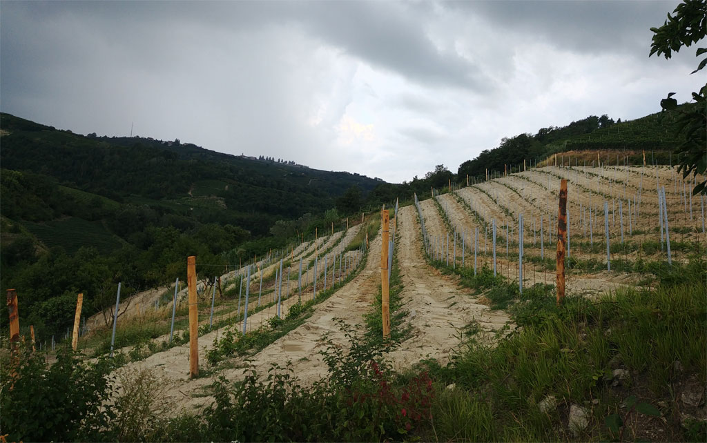 The new Nebbiolo vineyard at QUILA Estate, planted 2021