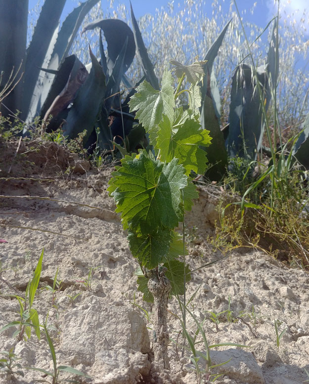 The so called "Mexican Nebbiolo" or Moretto growing near the agaves at QUILA Estate