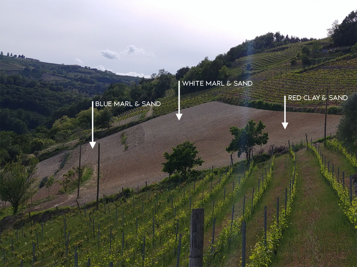 QUILA: soils under new Nebbiolo plantings (2021)